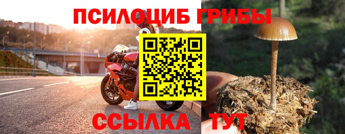 Коммунар  Псилоцибиновые грибы Cubensis  Вход с VPN 